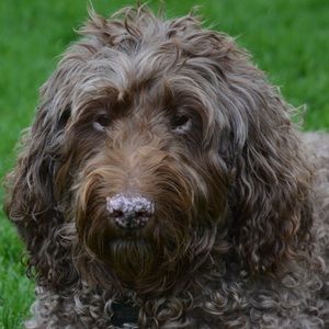 Meet your Posher, Brian